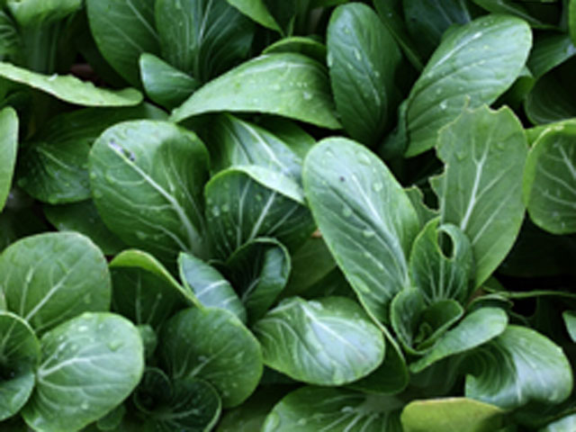 کلم چینی - معرفی سبزی جات برگی